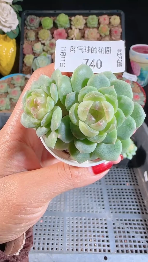 1111-740冰心13（群生不包整）