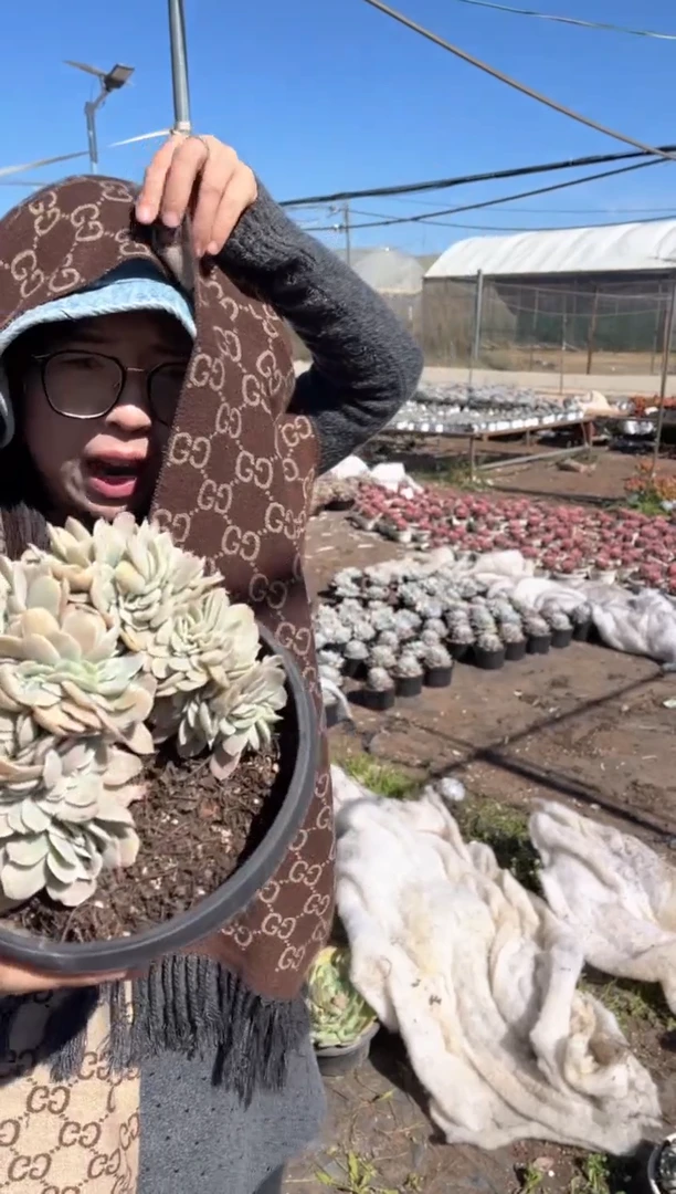 【闪购商品】18-伯克利锦缀带盆土19.99