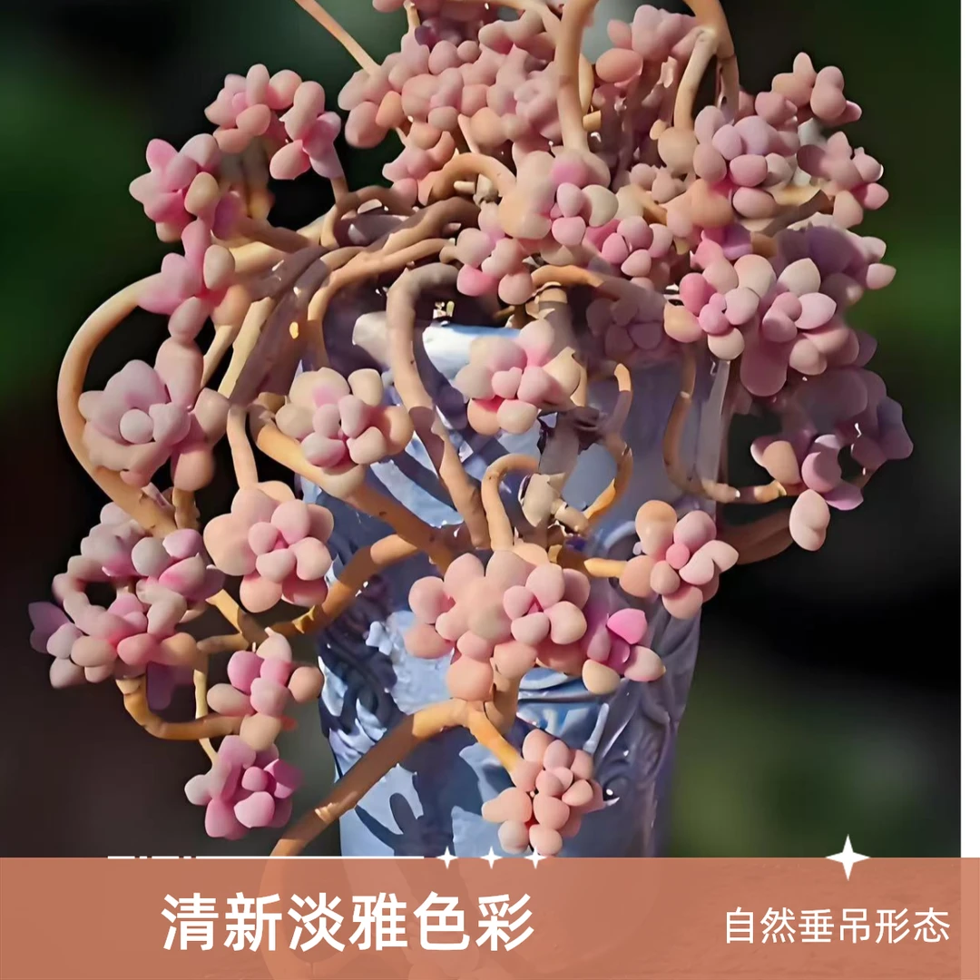 胖橙多肉2好直播链接
