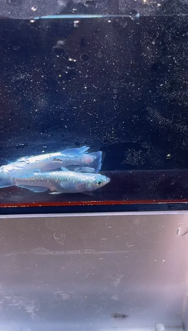 青鳉鱼观背青鳉一物一拍22