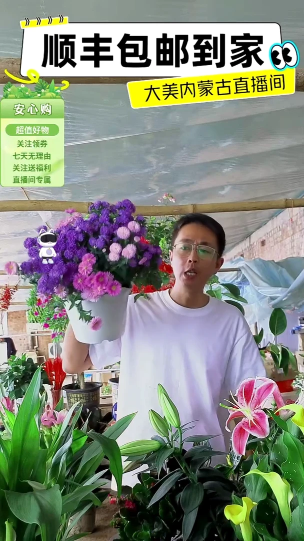 完全开放三色小雏菊