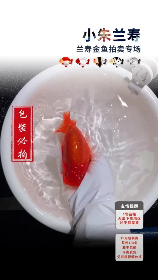 金鱼包装必拍未拍顺丰到付74号