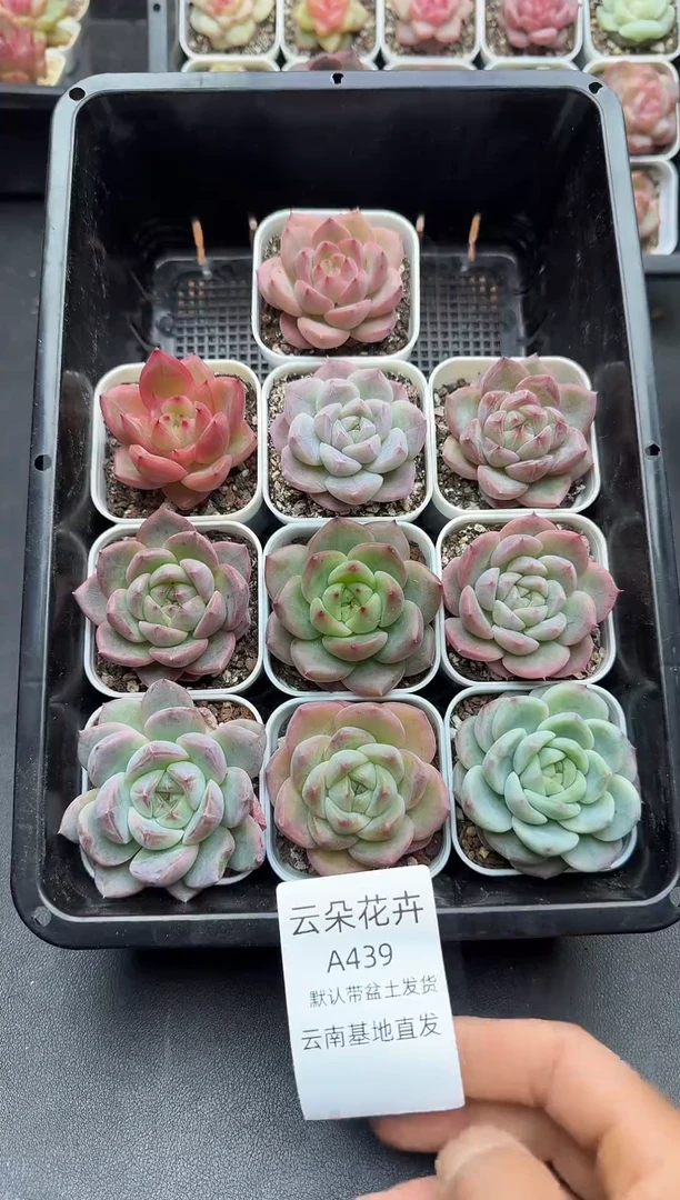 珍妮杂交多肉A439