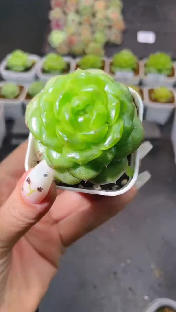 497灯泡一物一拍