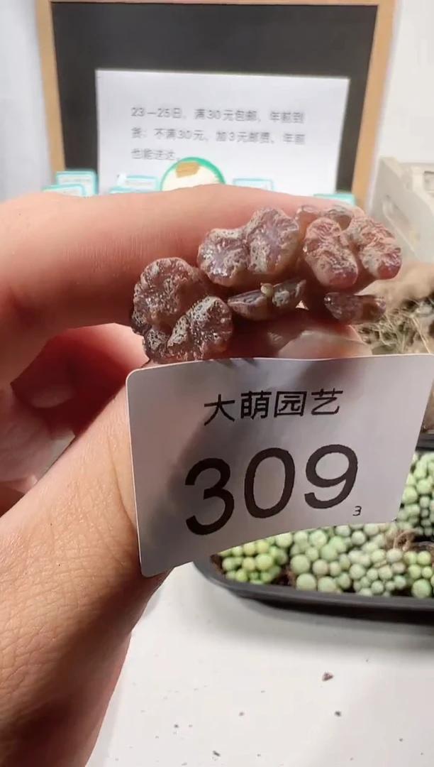 【闪购商品】++++309