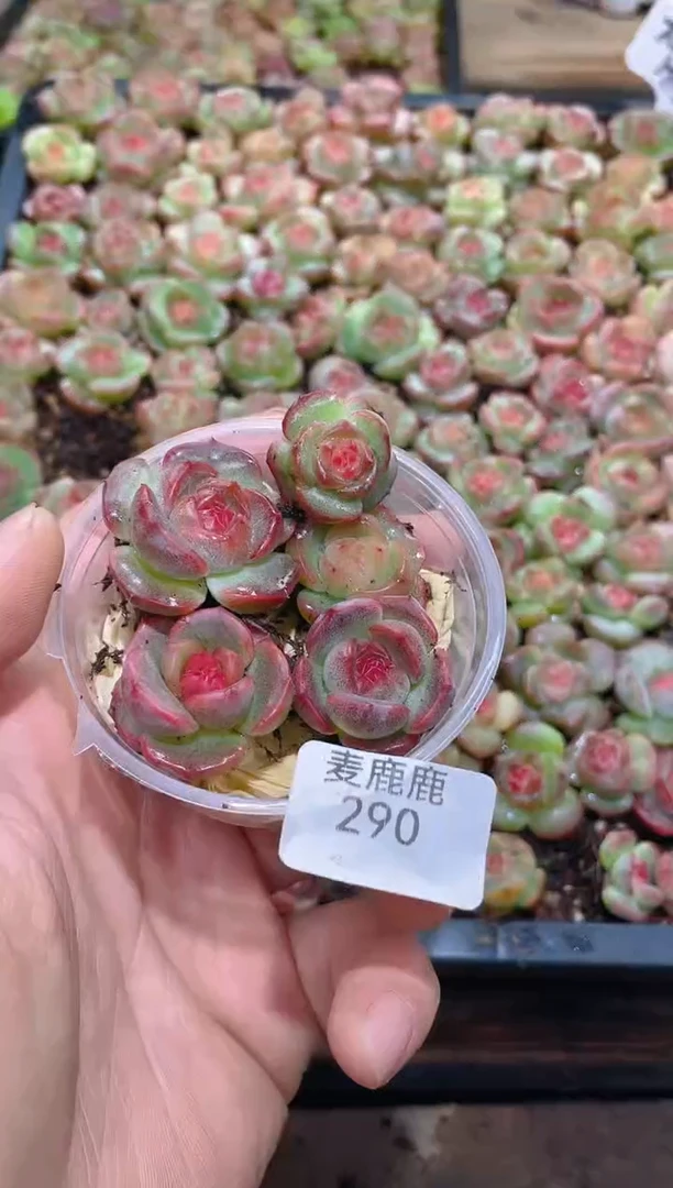 290右璇      量拍
