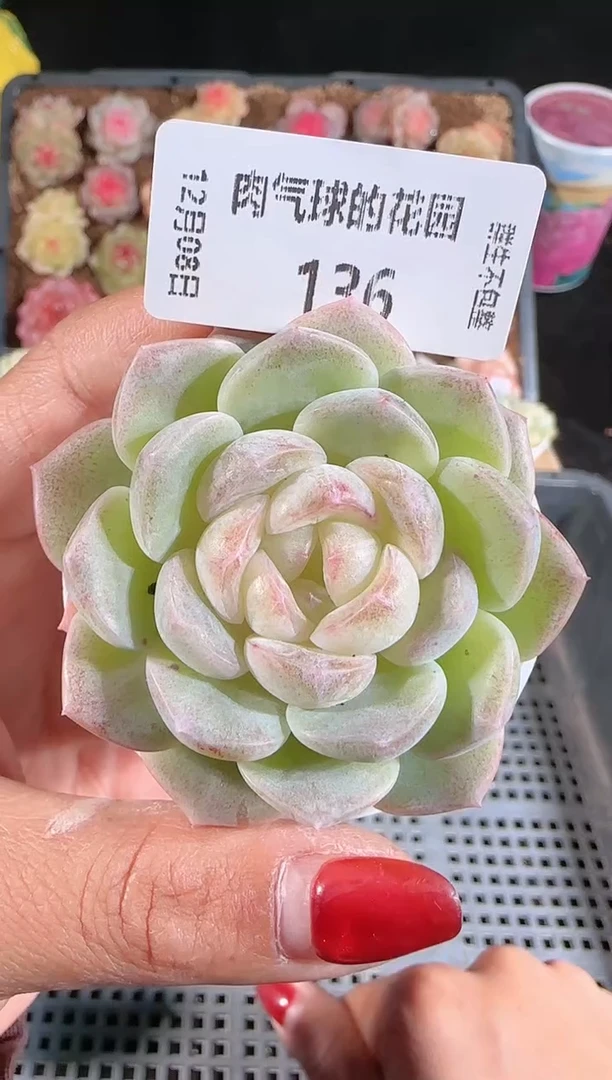 1208-多136冰心28肉群生不包整