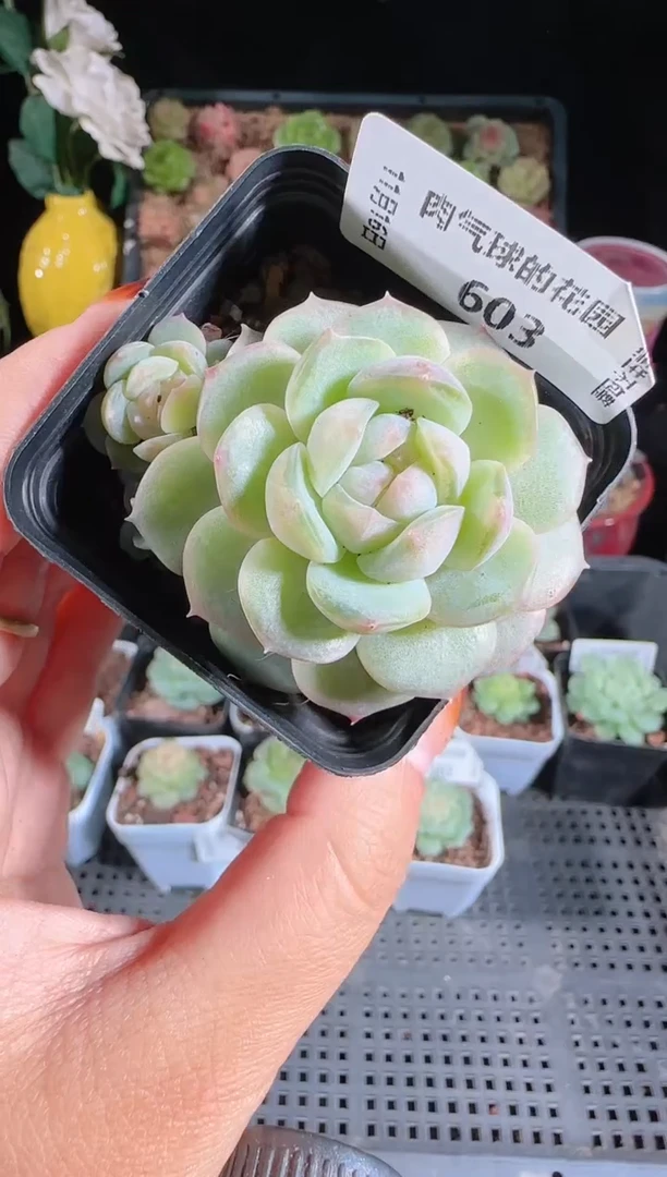 1116-603西江月群生不包整