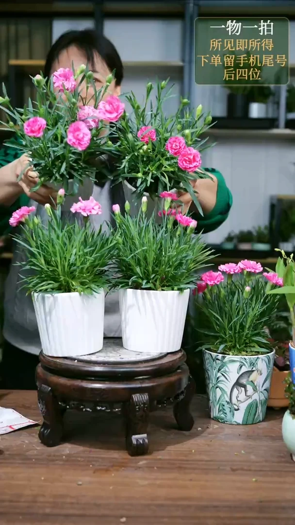 【闪购商品】13康乃馨白色条纹随机