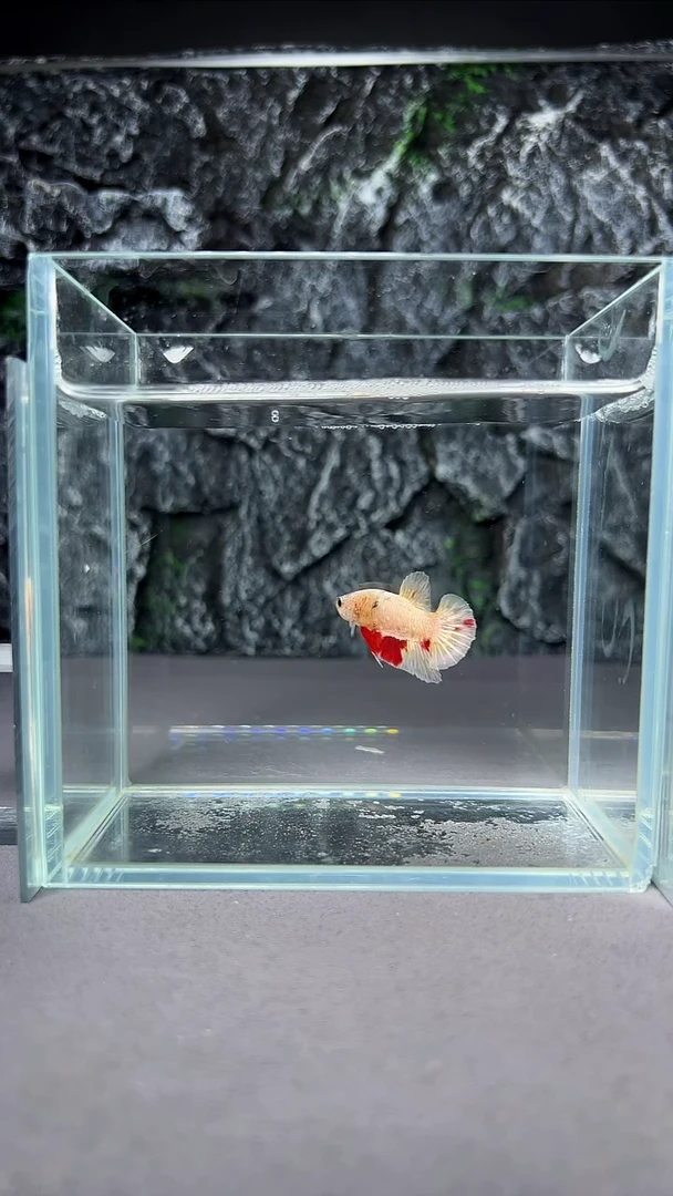 斗鱼竞拍链接A037