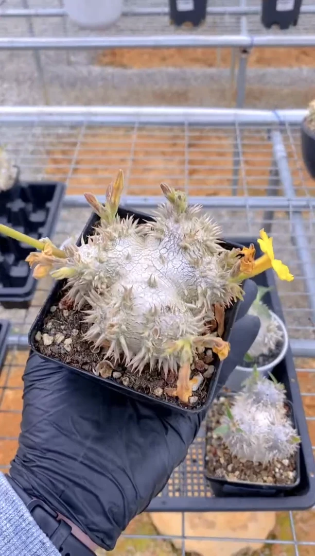 【闪购商品】惠比大黑FB-1720