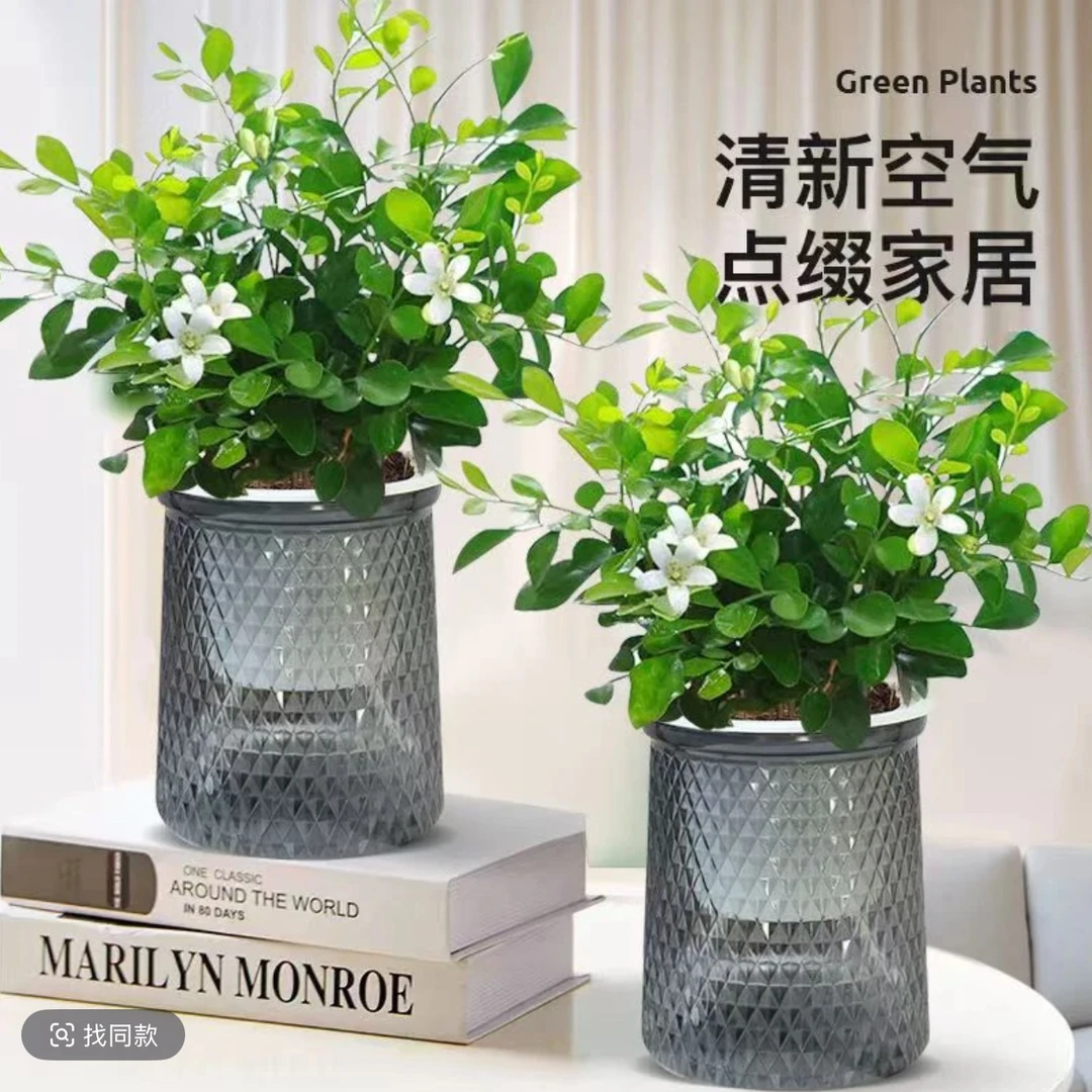 【买一送一】九里香驱蚊浪漫七夕植物观叶花卉绿植办公室开花飘香