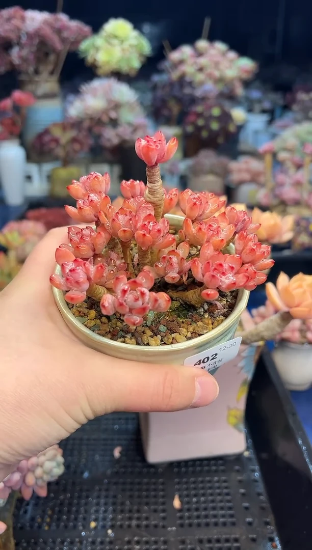 【闪购商品】402不带盆