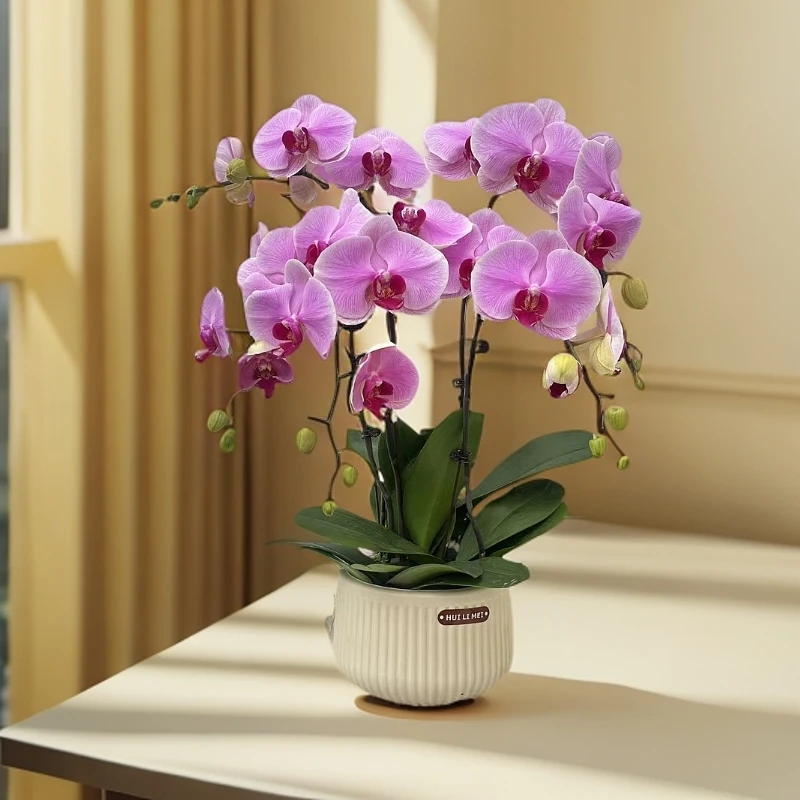 【温文尔雅】蝴蝶兰 好养耐养花期长 苗情优质 基地直发