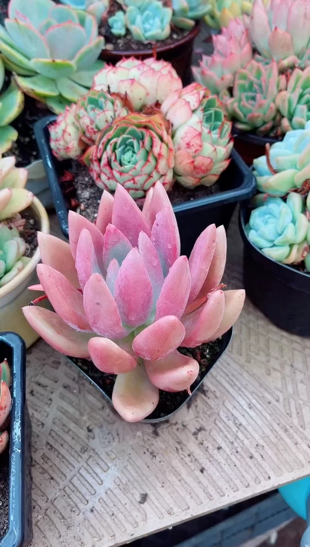 10122多肉植物一物一拍