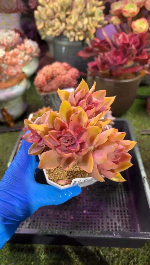 【闪购商品】00723