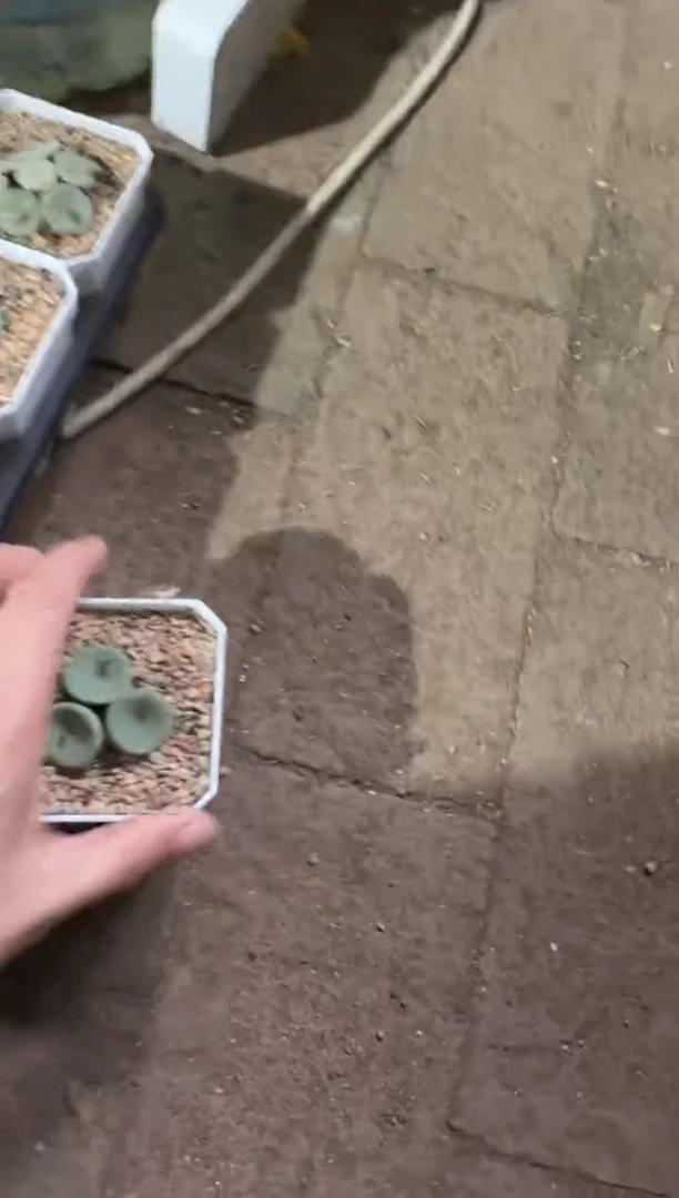 叶*234多肉植物肉锥