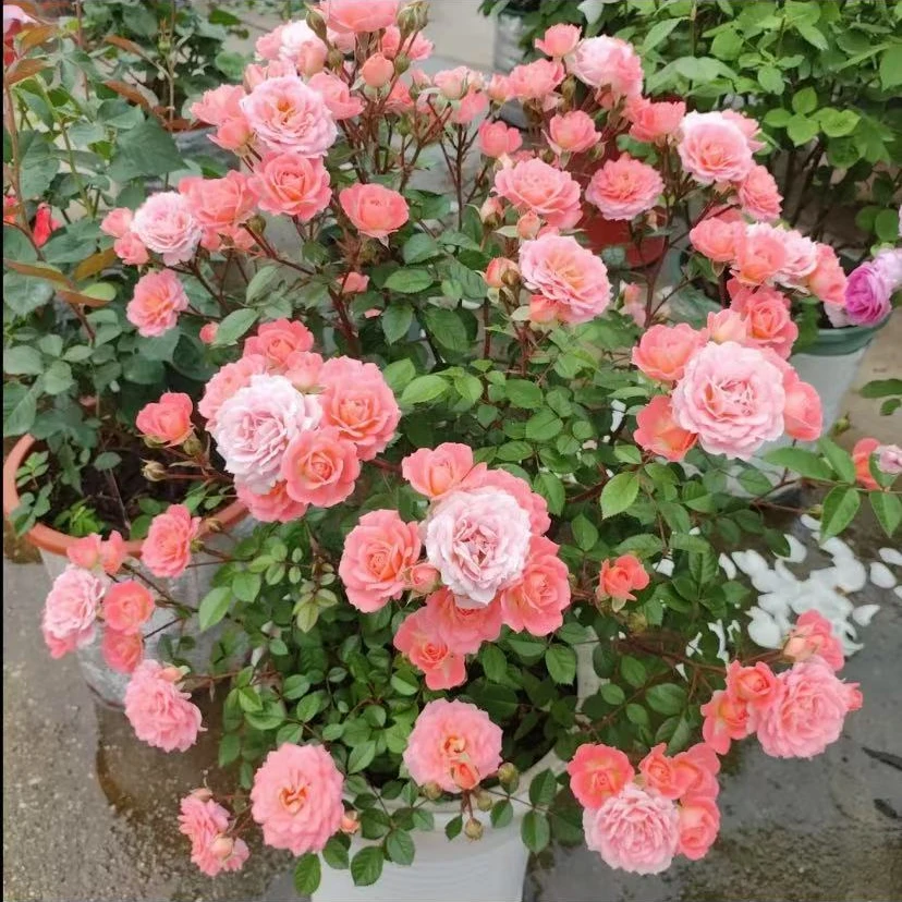 破晓月季  浓香月季玫红色丛生四季开耐高温新手易养护鲜花盆栽