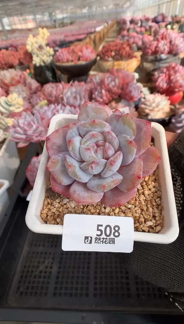 508韩橙多肉植物一物一拍