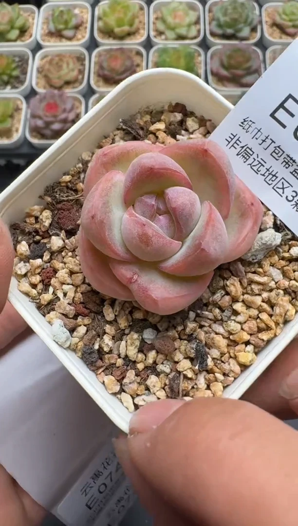 741E云禹多肉植物 带盆土纸巾打包 3颗包邮