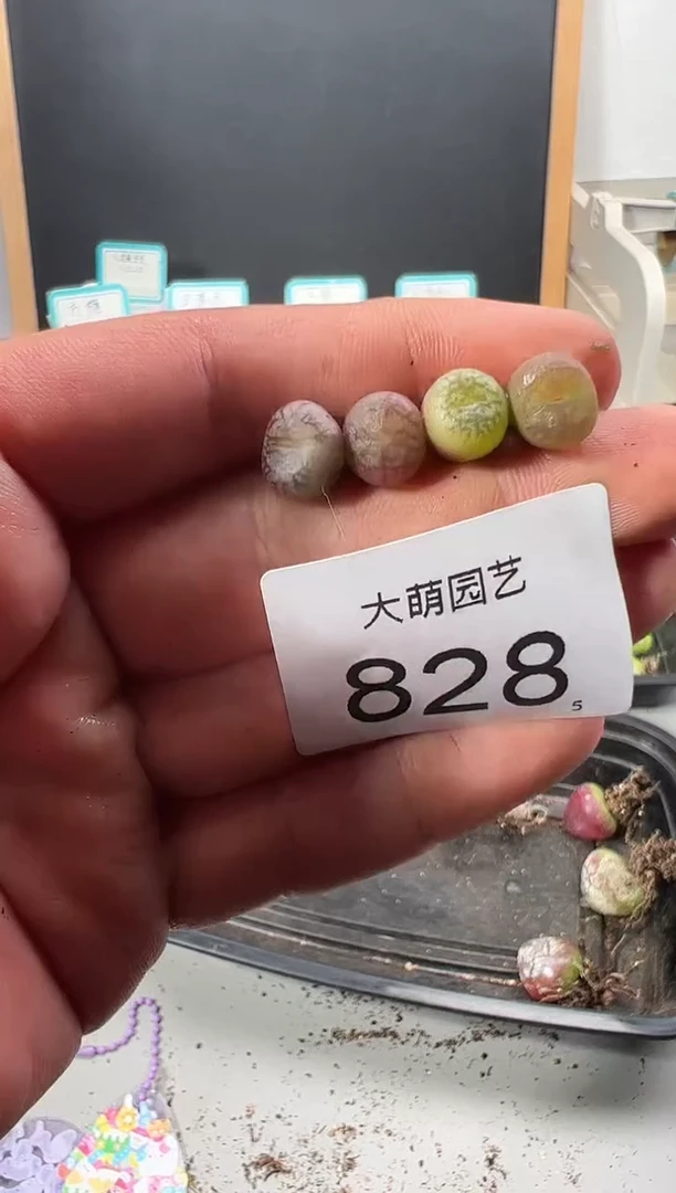 【闪购商品】++++828