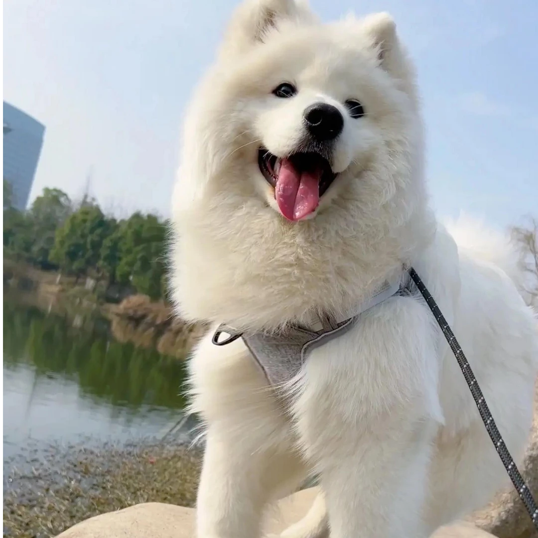 无品牌萨摩耶熊版幼犬白色可爱纯种宠物狗活体售卖