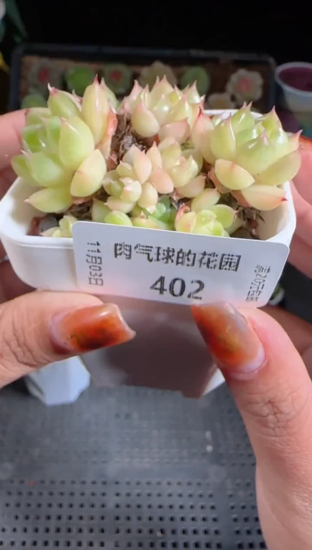 1103-402麦秆群不包整