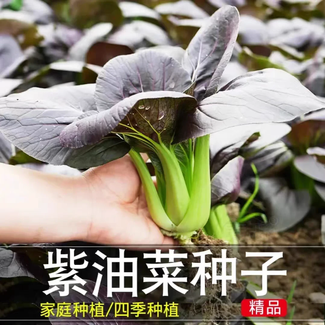 紫色小油菜种子四季青梗菜籽小青菜阳台盆栽菜园种植秋后蔬菜种孑