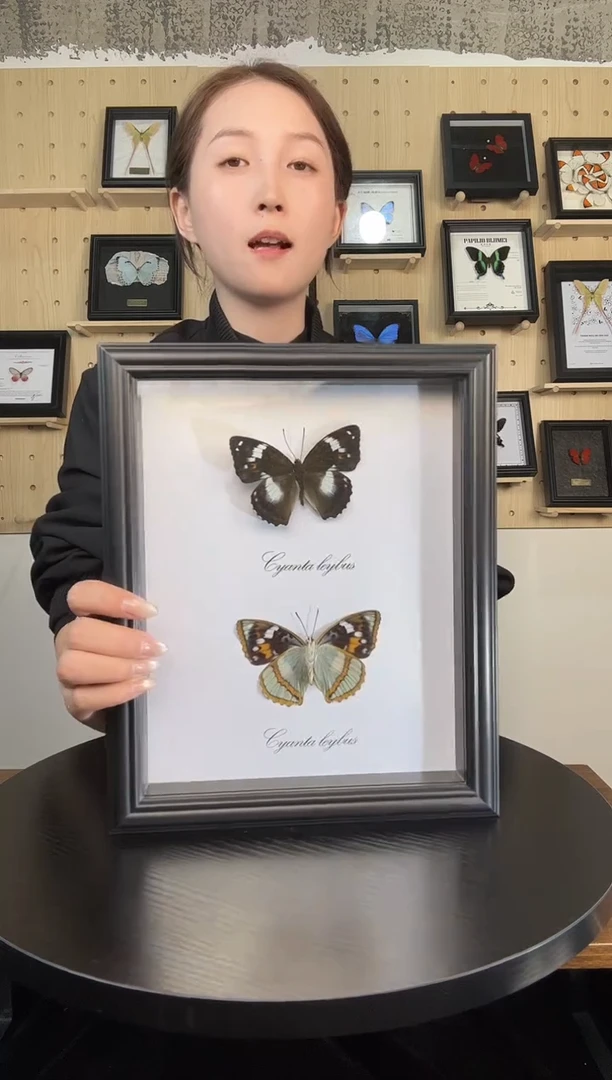 白斑迷蛱蝶（蝴蝶装饰画A4框）