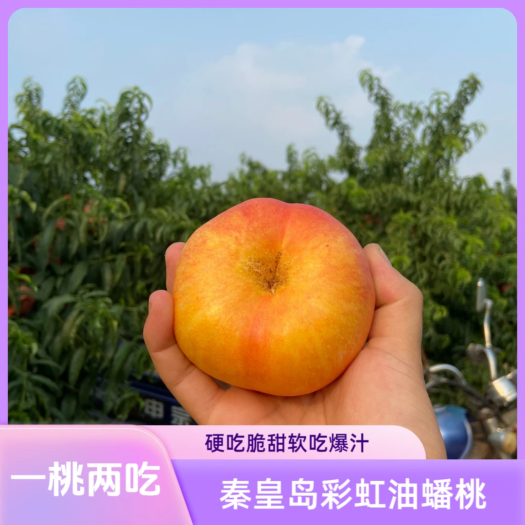 秦皇岛彩虹油蟠桃新鲜水果爆汁脆甜桃子现摘现发细嫩多汁香甜