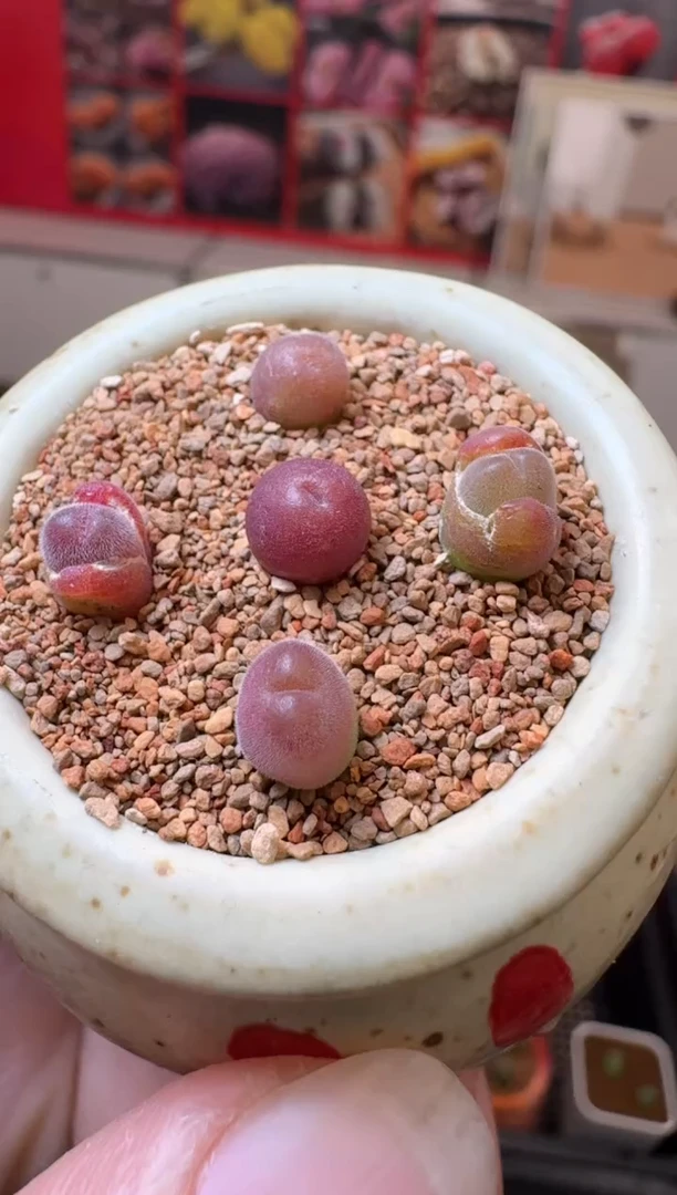 【闪购商品】6-35毛翠滴一颗