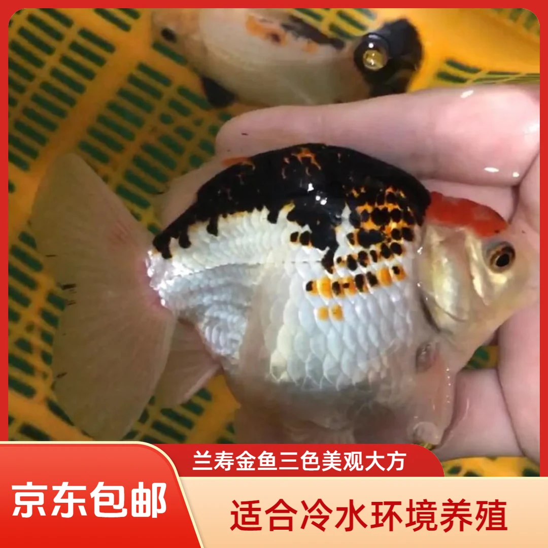 兰寿金鱼三色黑白玛丽金鱼冷水观赏鱼苗好养耐活