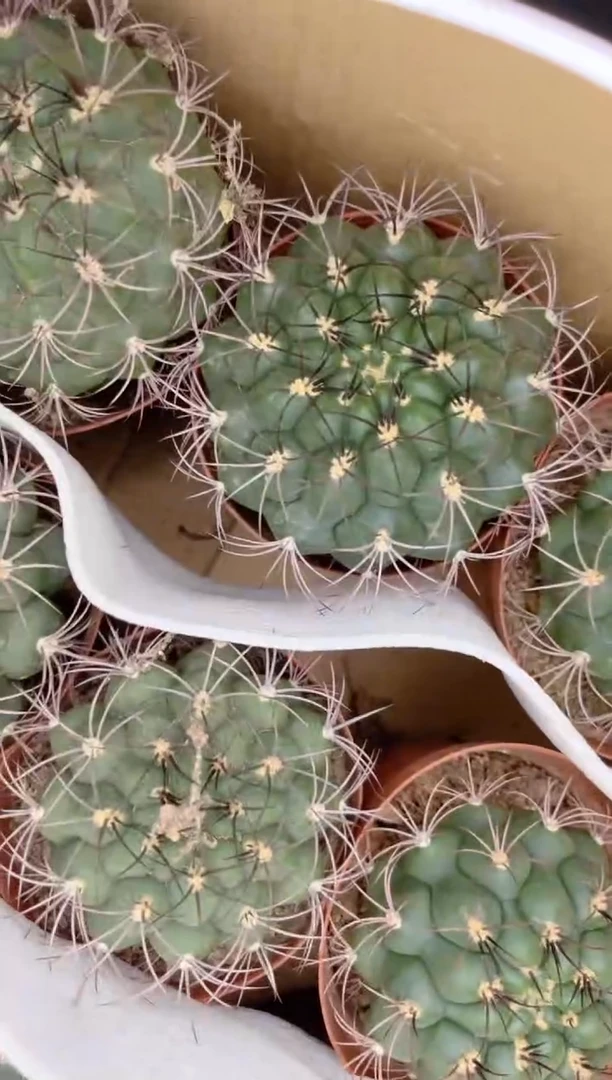 【闪购商品】实生根 新天地 9-11cm