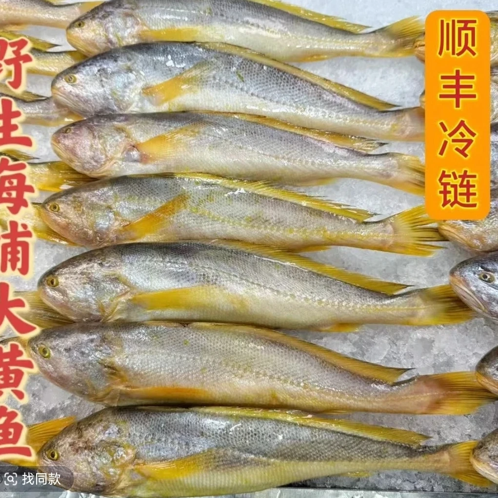 1【野笙黄鱼】5两左右/每条拍8发10净重5斤海捕大黄鱼顺丰冷链