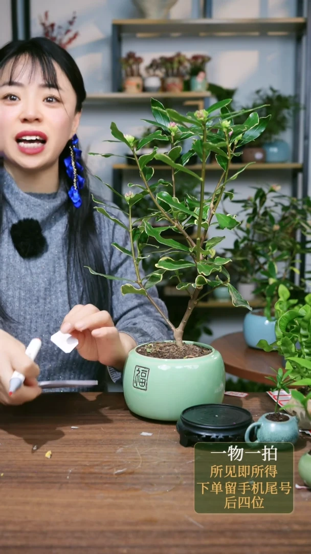 【闪购商品】75--9359金边瑞香绿福