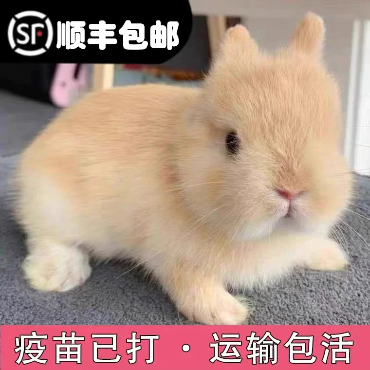 茶杯兔长不大宠物兔活物侏儒兔亲人不咬人粘人适合家庭饲养