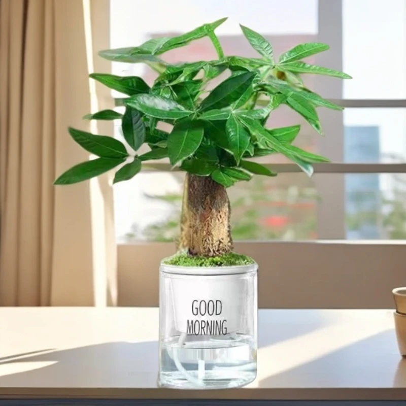 【水培发财树】办公室室内绿植花卉四季好培养桌面盆栽花卉叶片吊兰