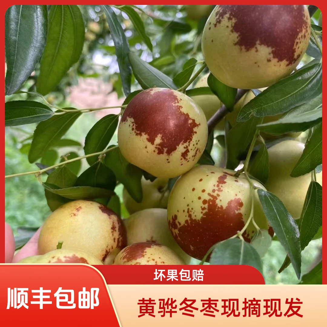 河北黄骅冬枣现摘现发5斤大果坏果包赔顺丰严选发货精选