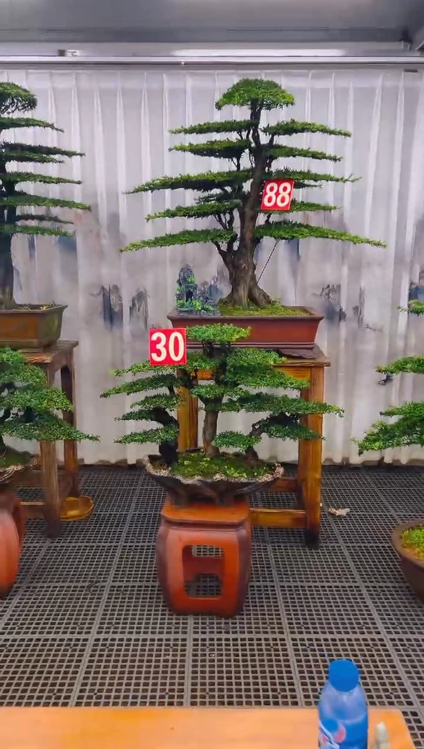 无花朵金*盘精品盆景直播间一物一拍