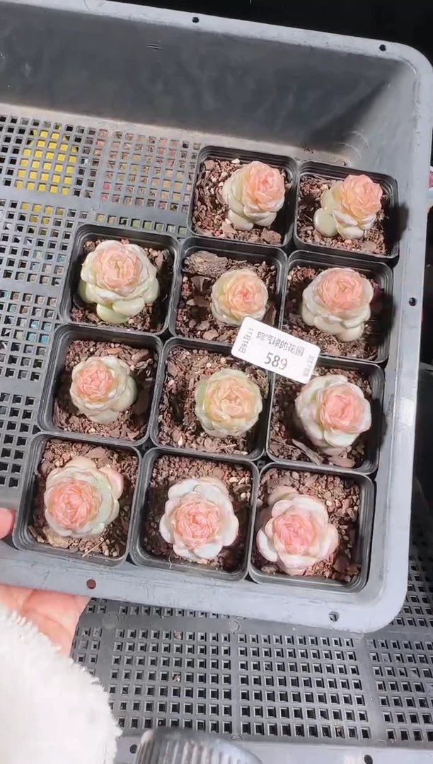 1116-589夕颜量拍群生不包整