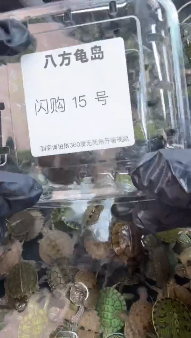 不分公母宠物龟八方龟岛 9.19日 15号闪购