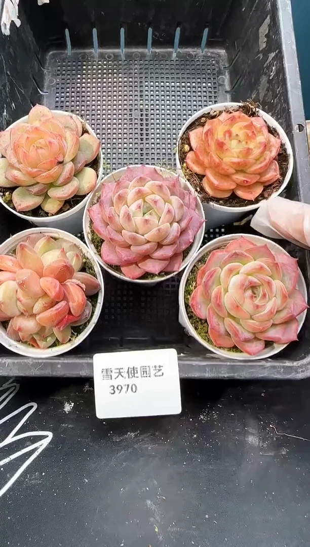 3  970  多肉 5 颗