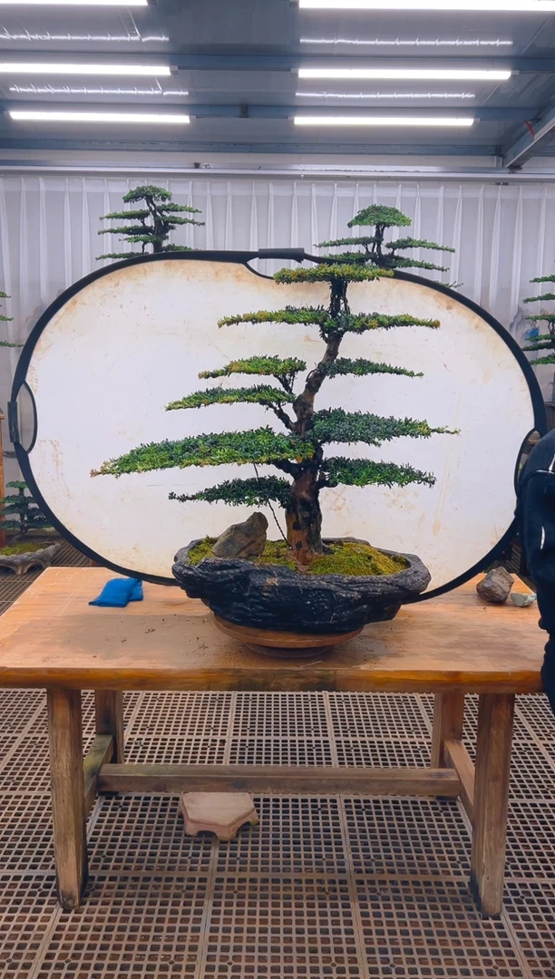 无花朵看****子精品盆景直播间一物一拍