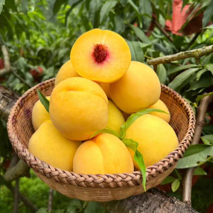 2025【黄桃现场称重】脆桃优质水密桃龙泉山好品质口感脆甜汁多