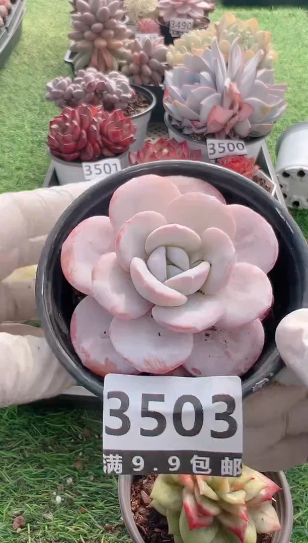 【闪购商品】信福多肉一物一拍