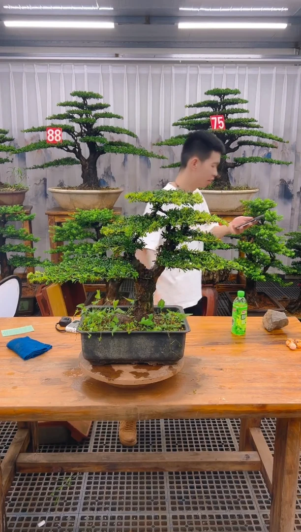 无花朵宾*华精品盆景直播间一物一拍