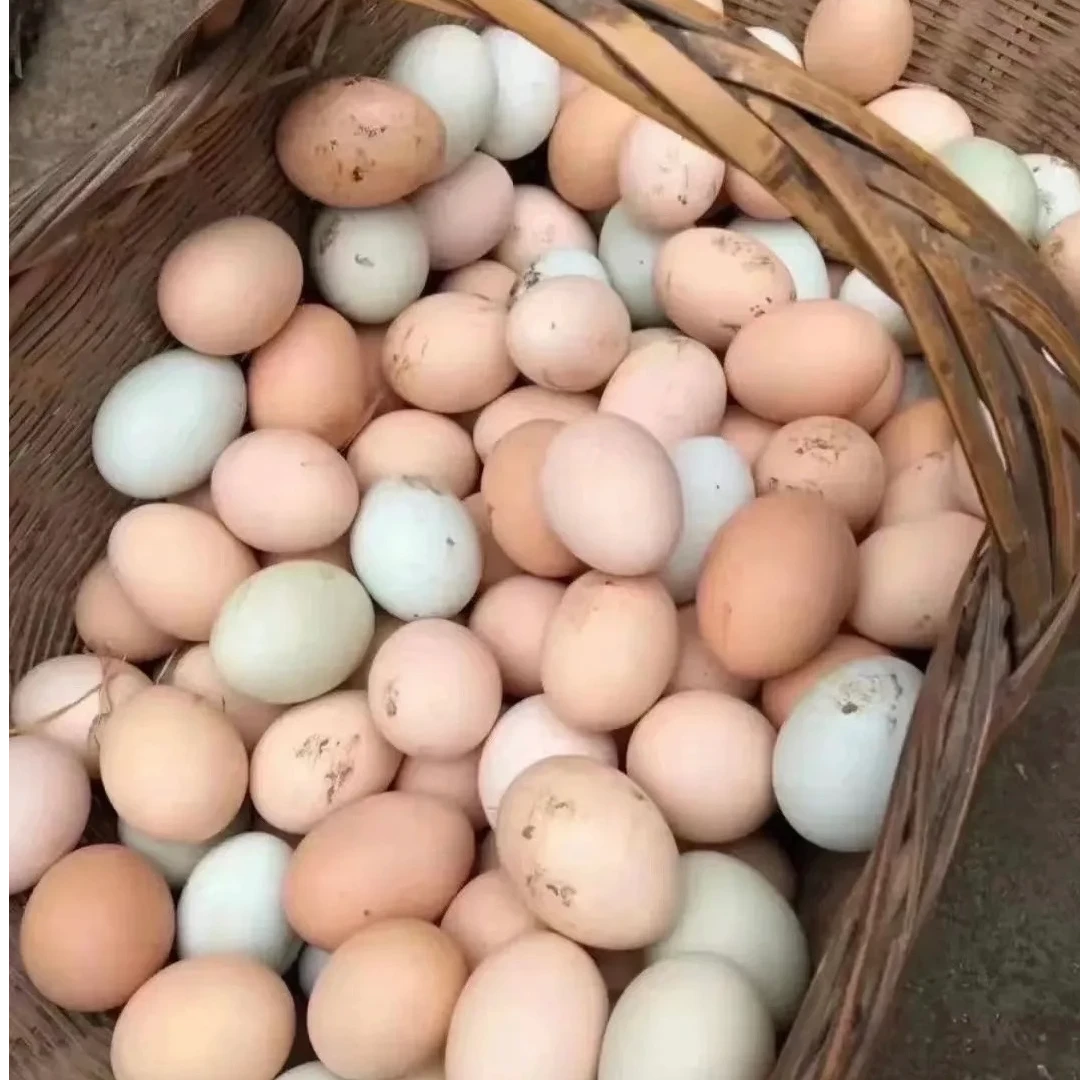 务川农家林下散养新鲜鸡蛋