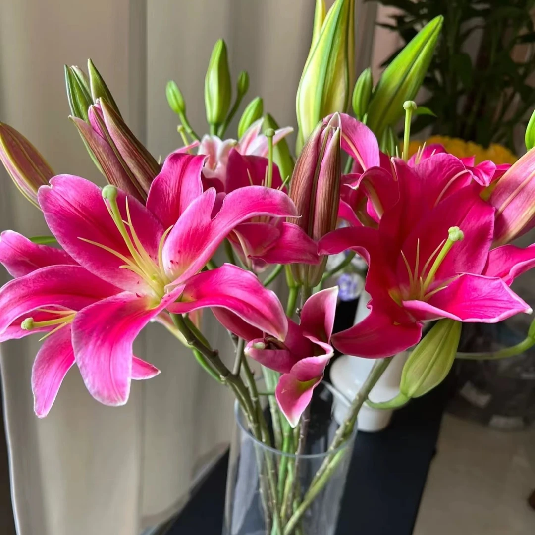 （糖果）红色香水百合东北基地直发顺丰包邮水生鲜切花漂亮养护好