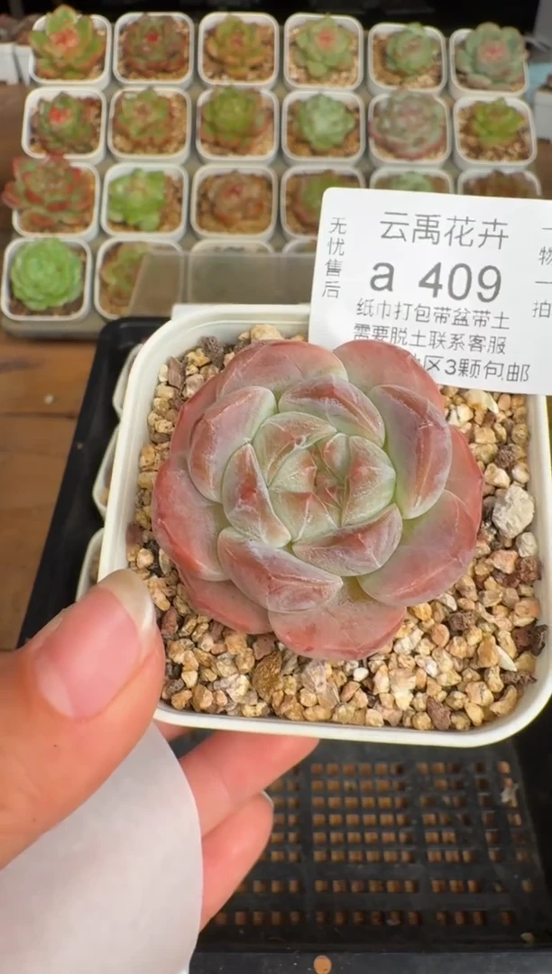 409a珍妮多肉(6.5cm杯）一物一拍 带盆土发