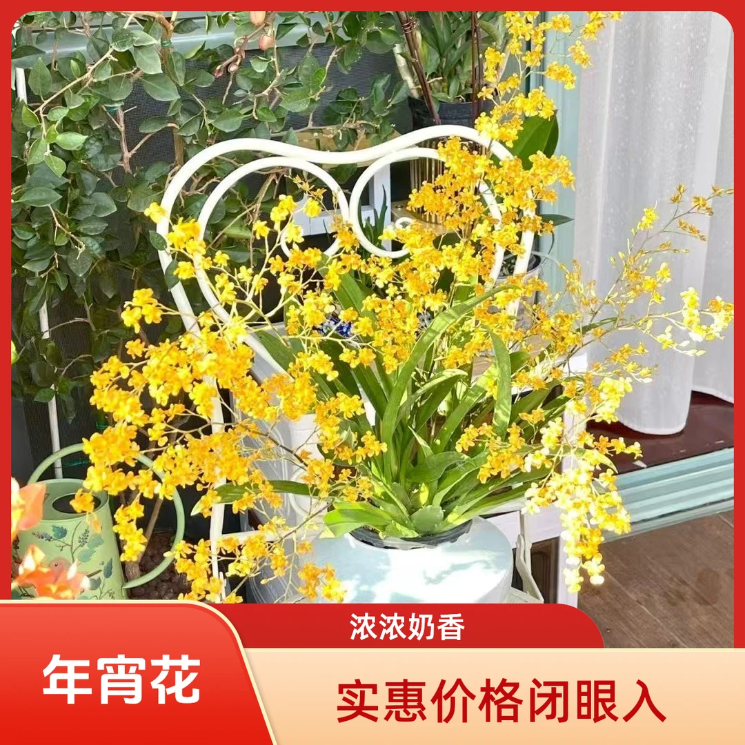 大杯金黄色梦香兰香水文心兰多支盆栽阳台客厅好养开花特香年宵花